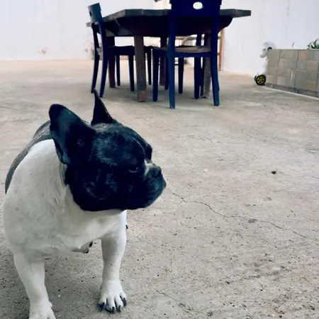 Vakantiehuis House Into A Paradise Of Kéfalos